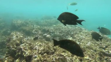 Tropikal balıklarla mercan resiflerinde yüzüyorlar.