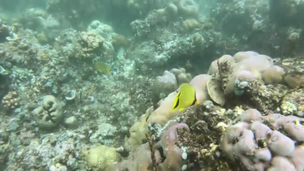 Ныряние с маской вокруг коралловых рифов с тропическими рыбами — стоковое видео