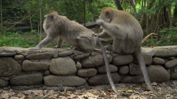 Macaques se reposant et toilettant dans un parc — Video