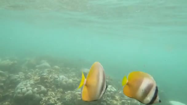 Búvárkodás a korallzátonyok körül trópusi halakkal — Stock videók