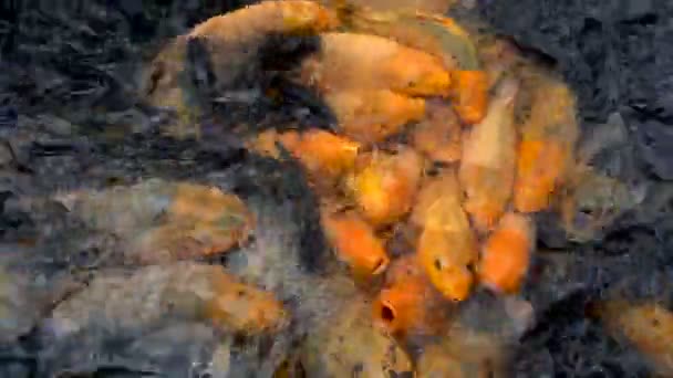 Pesce carpa koi colorato in un laghetto fattoria alimentazione — Video Stock