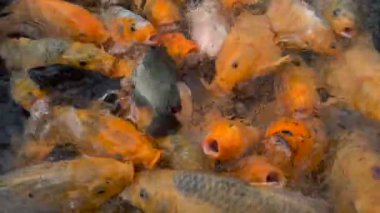 Çiftlik havuzundaki renkli koi sazan balığı