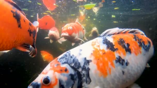 Koi carp fish in a pond — Stock Video