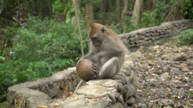 Macaque parkta dinleniyor ve rakunla oynuyor.