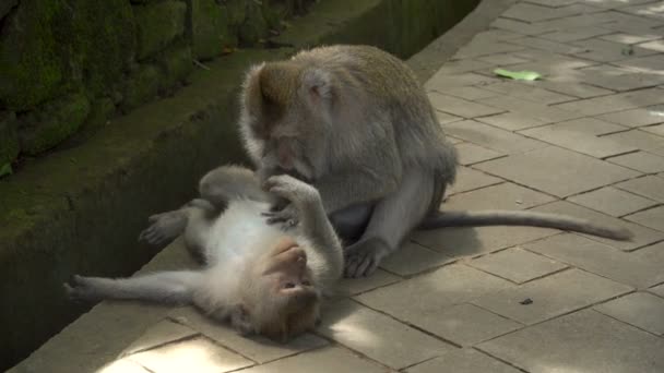 Macaques se reposant et toilettant dans un parc — Video