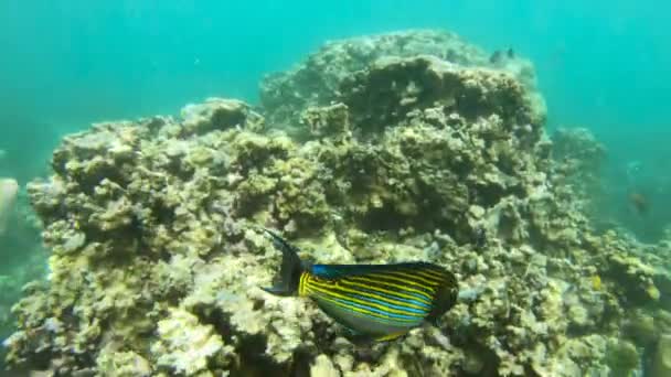 Snorkeling around the coral reefs with tropical fishes — Stock Video