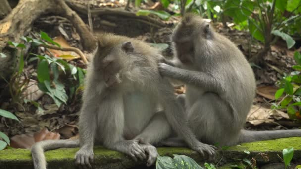 Macaques rusten en verzorgen in een park — Stockvideo