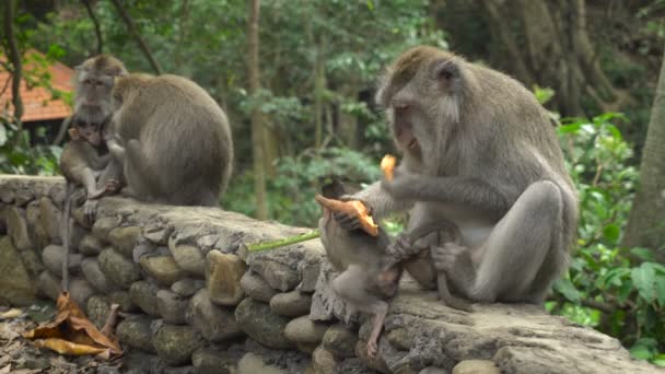 Famille Macaques avec bébés se reposant et se nourrissant dans un parc — Video