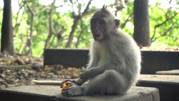 Jeune macaque se reposant et se nourrissant — Video