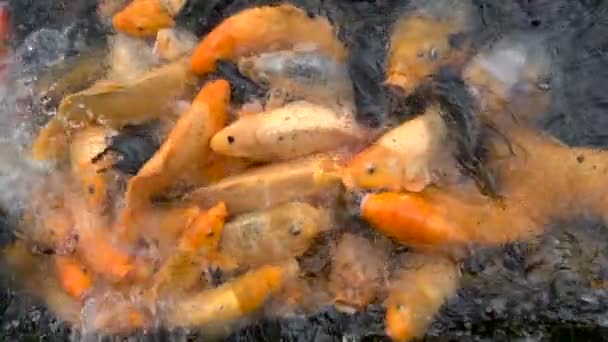 Pesce carpa koi colorato in un laghetto fattoria alimentazione — Video Stock