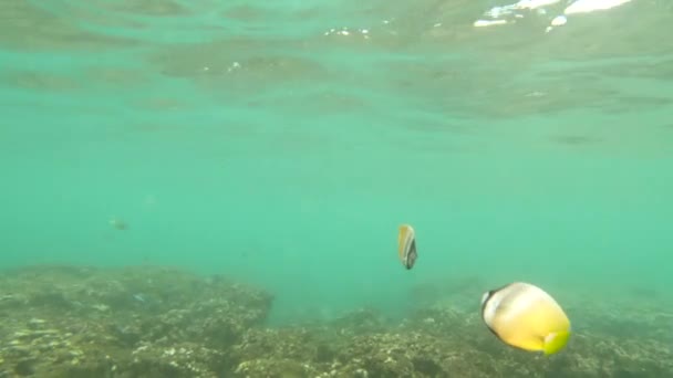 Snorkling omkring koralrev med tropiske fisk – Stock-video