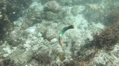 Tropikal balıklarla mercan resiflerinde yüzüyorlar.