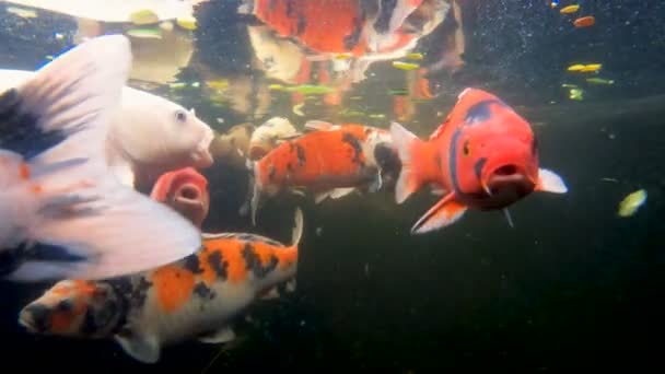 Carpa Koi pescado en un estanque — Vídeos de Stock