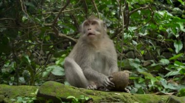 Macaque parkta dinleniyor.