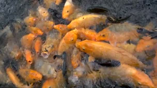 Pesce carpa koi colorato in un laghetto fattoria alimentazione — Video Stock