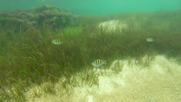 Mergulho de snorkel em torno dos recifes de coral com peixes tropicais — Vídeo de Stock