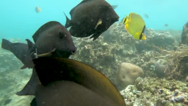 Snorkeling around the coral reefs with tropical fishes — Stock Video