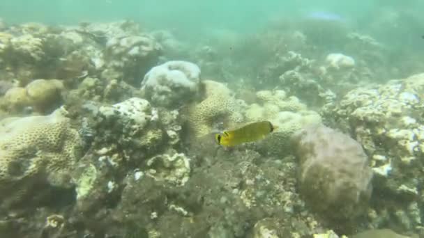 Snorkling omkring koralrev med tropiske fisk – Stock-video