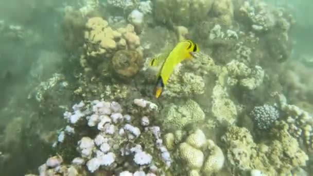 Snorkeling around the coral reefs with tropical fishes — Stock Video