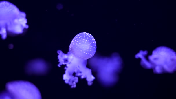 Méduses rougeoyantes nageant dans l'aquarium — Video