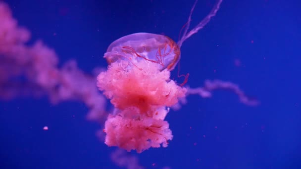 Świecące meduzy pływające w akwarium — Wideo stockowe