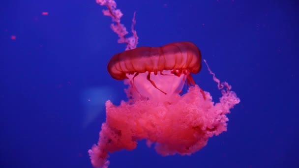 Medusas brilhantes nadando no aquário — Vídeo de Stock