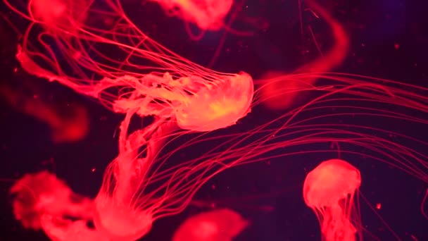 Medusas brillantes nadando en el acuario — Vídeos de Stock