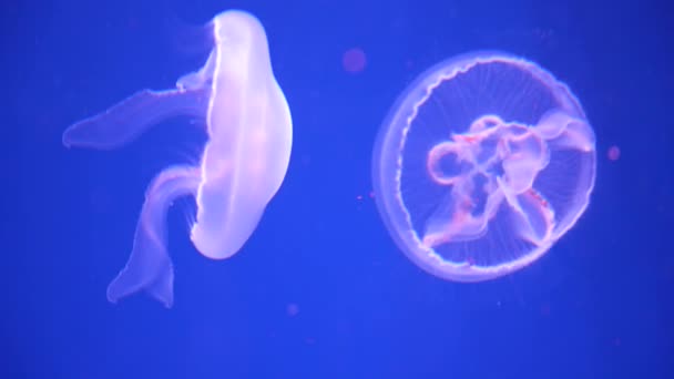 Medusas brillantes nadando en el acuario — Vídeos de Stock
