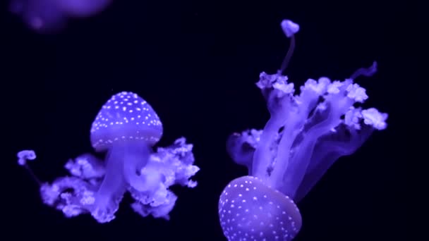 Светящиеся медузы плавают в аквариуме — стоковое видео