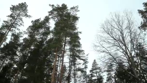 Floresta de pinheiro — Vídeo de Stock