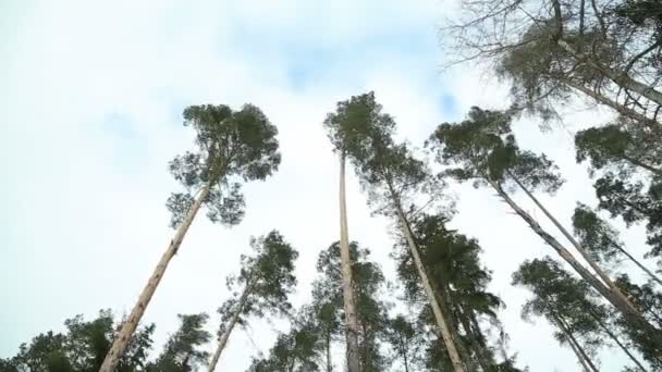 Pinheiro Balançando — Vídeo de Stock