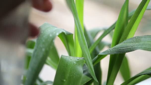 Planta en maceta de riego — Vídeos de Stock