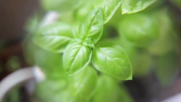 Inspeccionar brotes frescos de albahaca en maceta y hojas verdes con lupa — Vídeo de stock