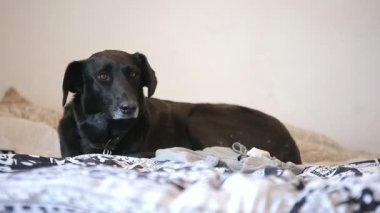 Siyah Köpek Yatakta Dinleniyor Yoldan Geçen İnsanları İzliyor