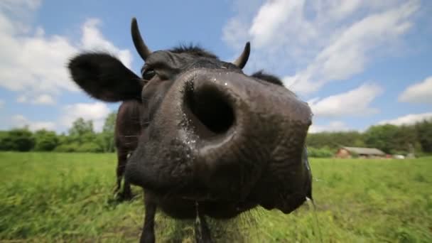 Vaca de Qurious en el prado — Vídeo de stock