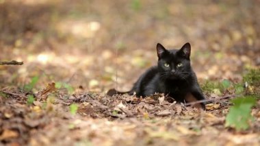 Genç Black Cat Resting ormanın içinde olduğunu
