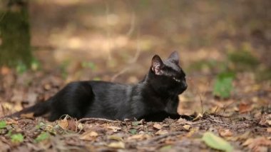 Genç Black Cat Resting ormanın içinde olduğunu