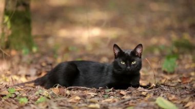 Genç Black Cat Resting ormanın içinde olduğunu