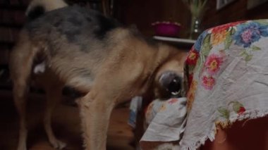 Islak köpek, duş aldıktan sonra suyu sallar ve bir kanepede kurulanır.