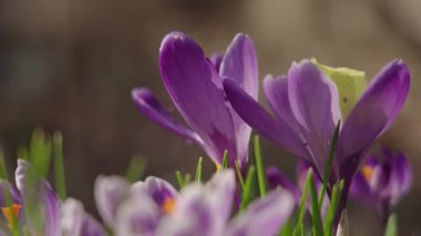 Sarı kelebek, güneşli baharda çayırdaki mor kır çiçeklerini teftiş eder.