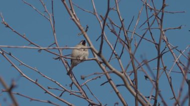 Güneşli bir kış gününde çıplak bir ağaç dalına tünemiş bir serçe.