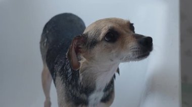 Genç bir kadın küvette küçük itaatkar bir köpeği yıkıyor.