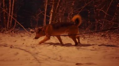 Geceleri banliyödeki karlı bir sokakta çoban köpeğini gezdiren bir kadın.