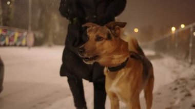 Geceleri banliyödeki karlı bir sokakta çoban köpeğini gezdiren bir kadın.