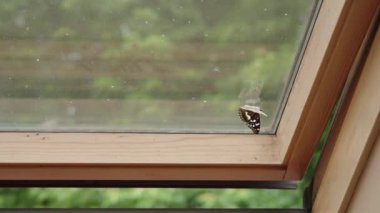 Güneşli bir günde pencereden kaçmaya çalışan bir kelebek.