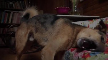 Islak köpek, duş aldıktan sonra suyu sallar ve bir kanepede kurulanır.