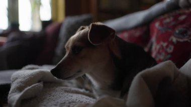 Küçük utangaç köpek kanepede yatıyor.