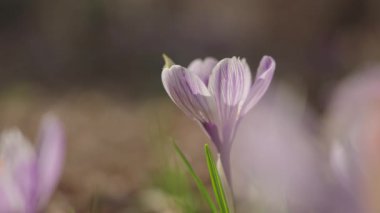 Sarı kelebek, güneşli baharda çayırdaki mor kır çiçeklerini teftiş eder.