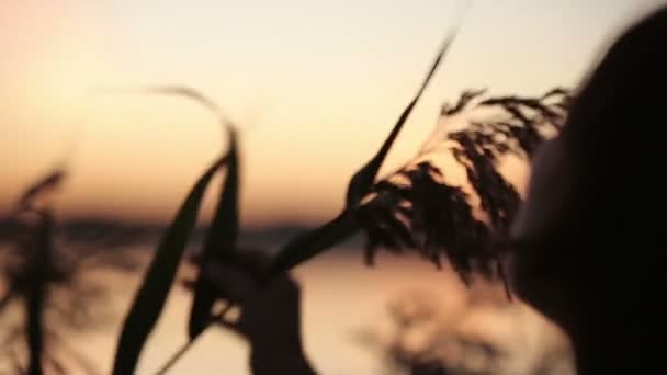 Gros plan d'une jeune jolie brune jouant avec l'herbe regardant le lever du soleil sur le lac — Video