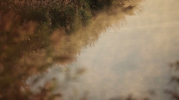 Mistige ochtend van de zomer op de oever met gouden Haze over het Water — Stockvideo